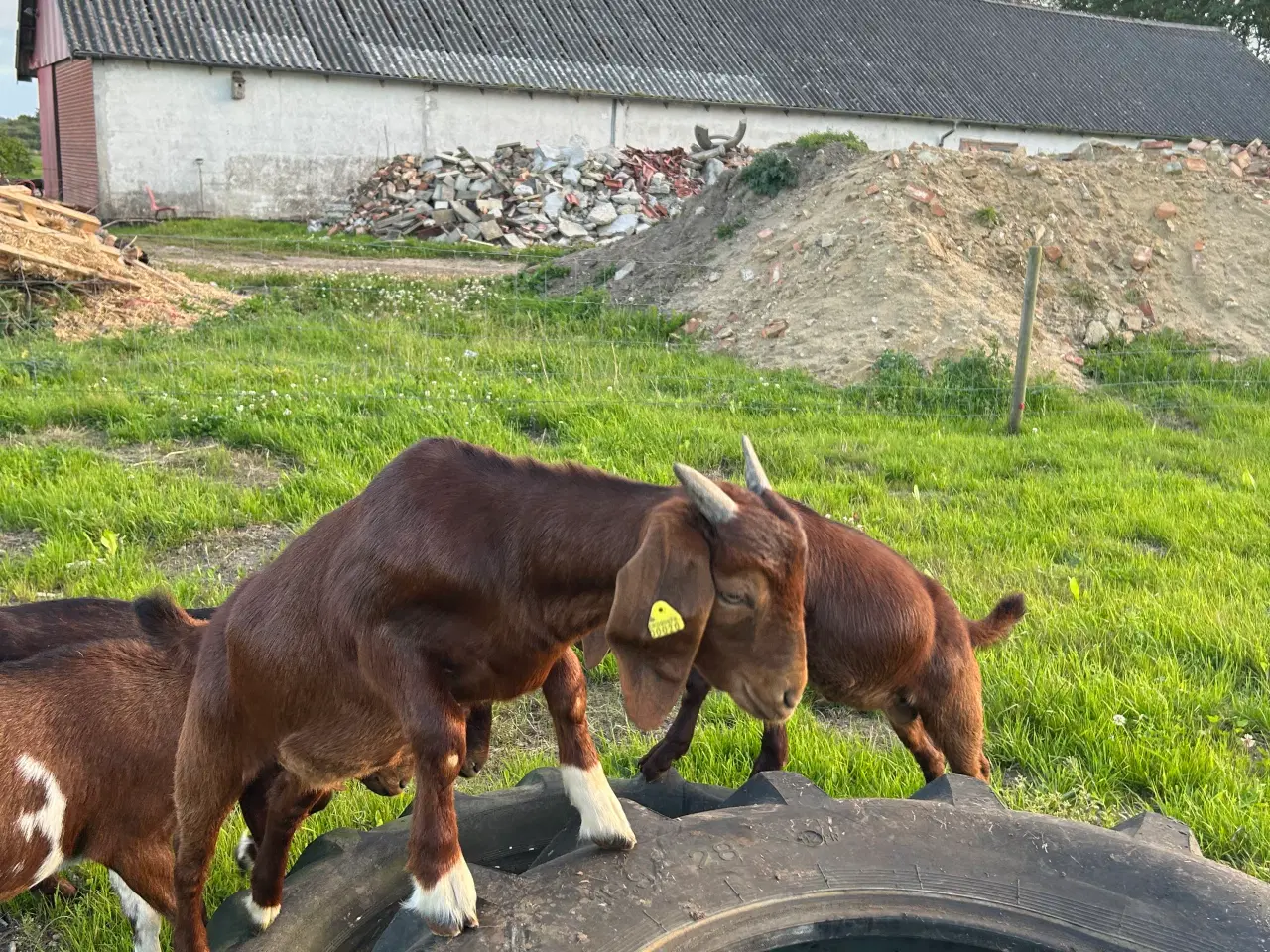 Billede 4 - Boerged 