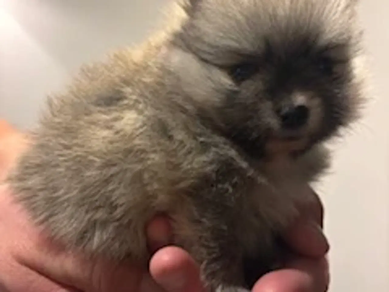 Billede 5 - Pomeranian hvalpe