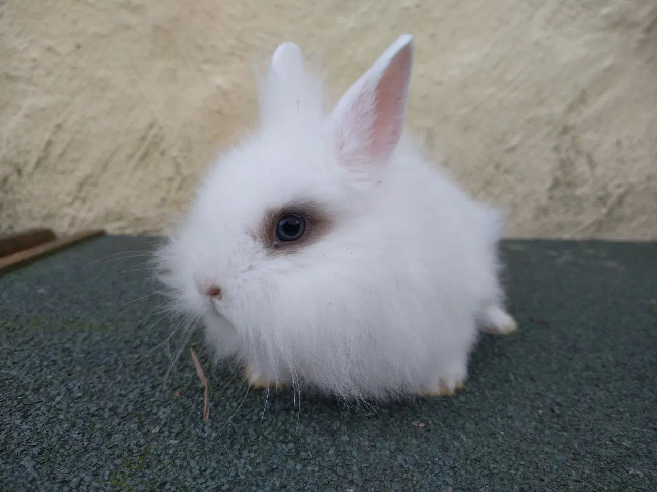 Billede 4 - Hun unger 8 uger Teddy Løvehoved 