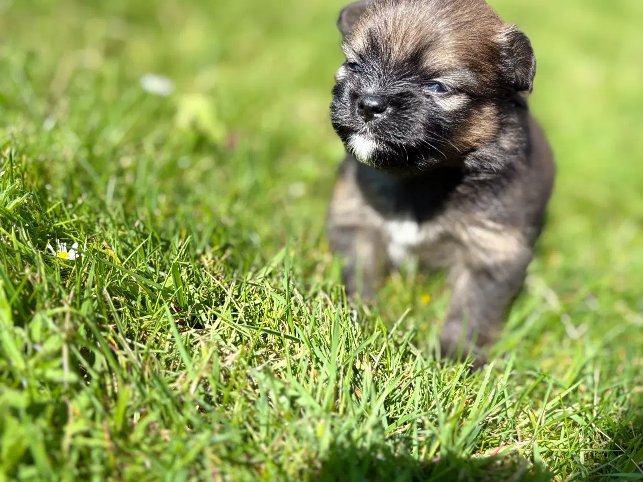 Billede 3 - Pomeranian hvalpe blue Merle 