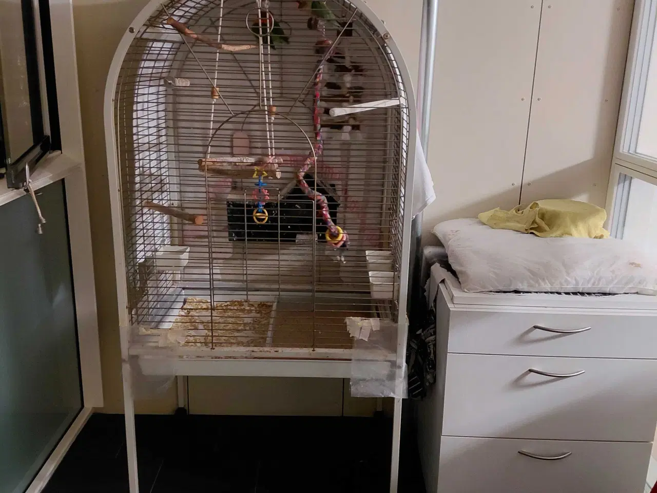 Billede 1 - Dværgpapegøje med bur
