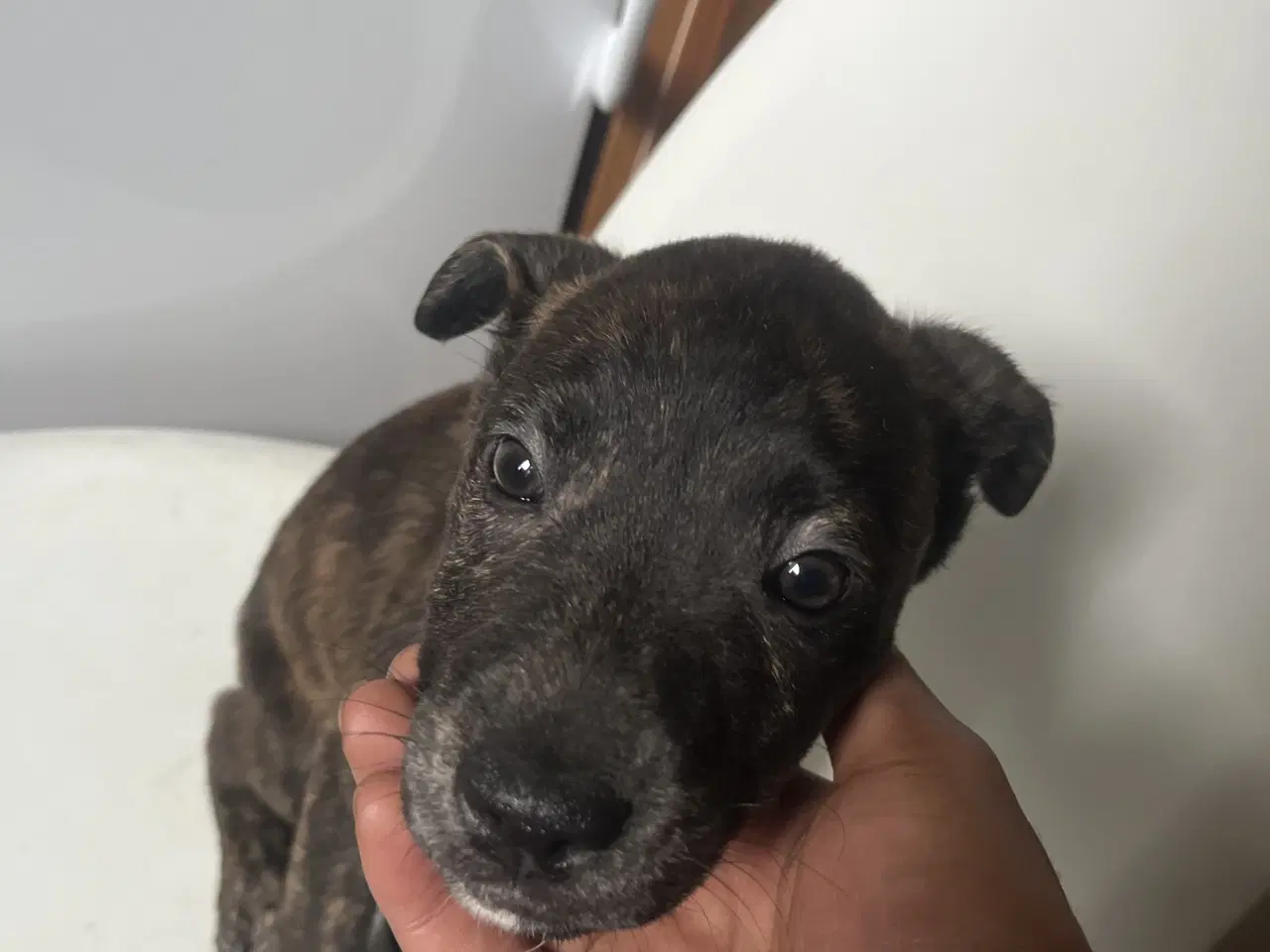 Billede 5 - 5 skønne hvalpe søger nyt, kærligt hjem 🐶 