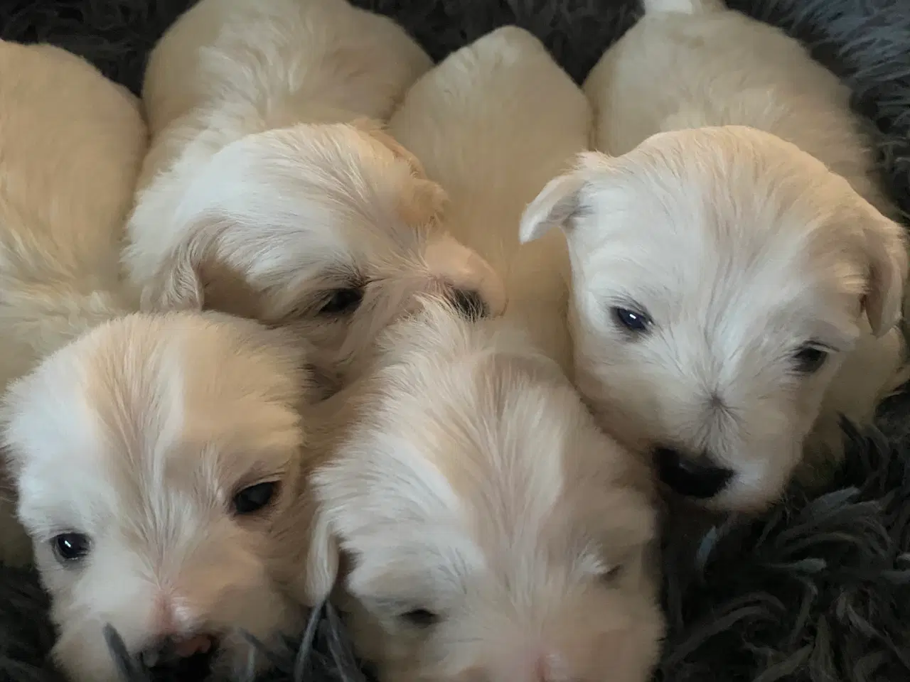 Billede 7 - Coton de Tulear hvalp 8 uger 