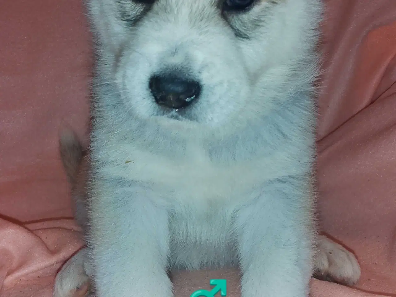 Billede 10 - Alaska Malamute Chow Chow tjekkiske ulvehund husky
