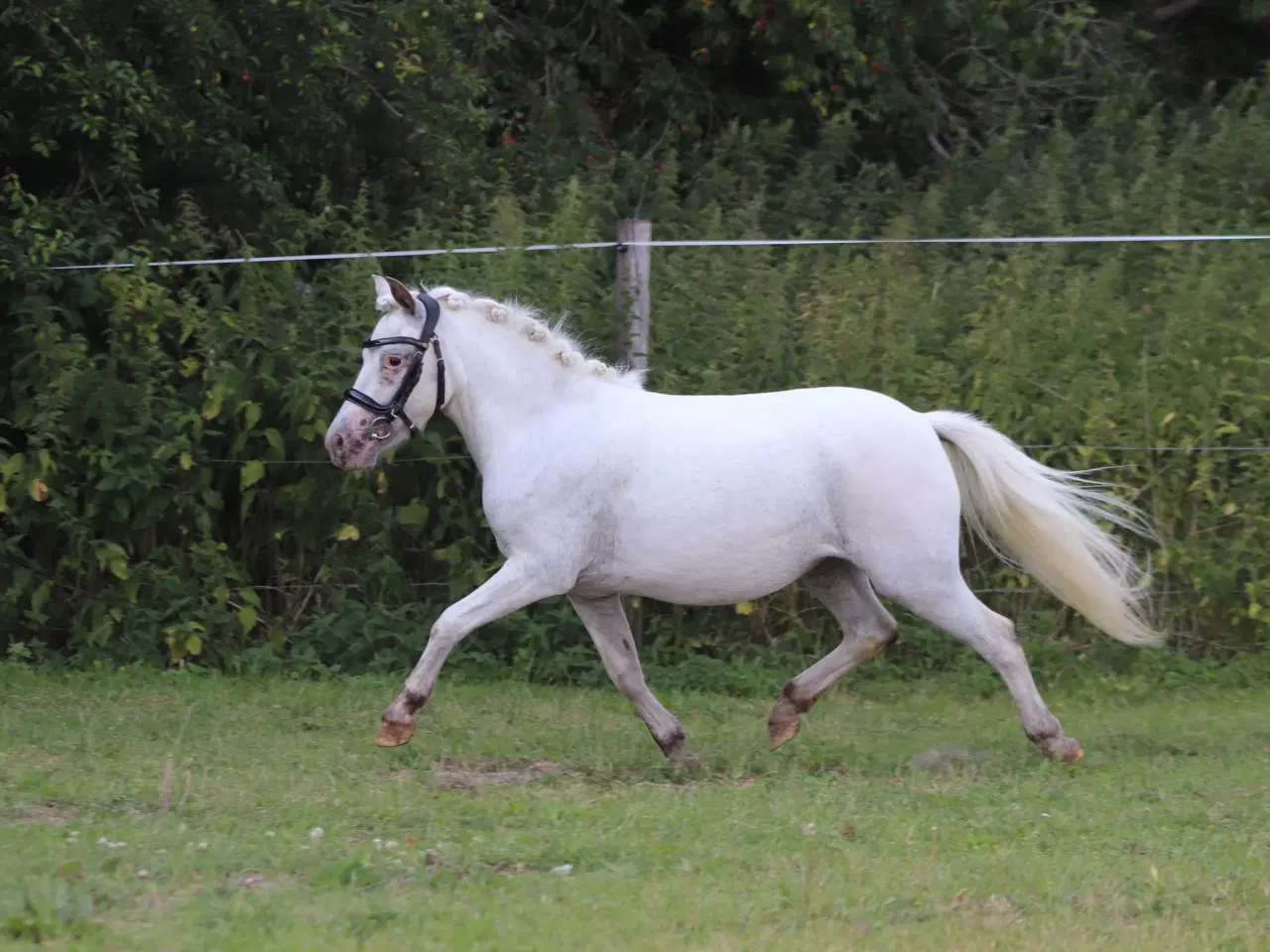 Billede 8 - Kåret Kat. 3 knabstrupper pony hoppe