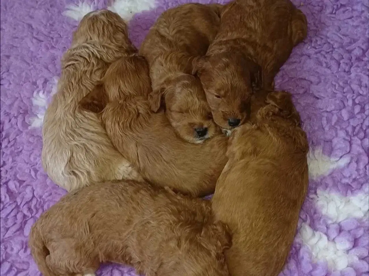 Billede 3 - Doodle hvalpe