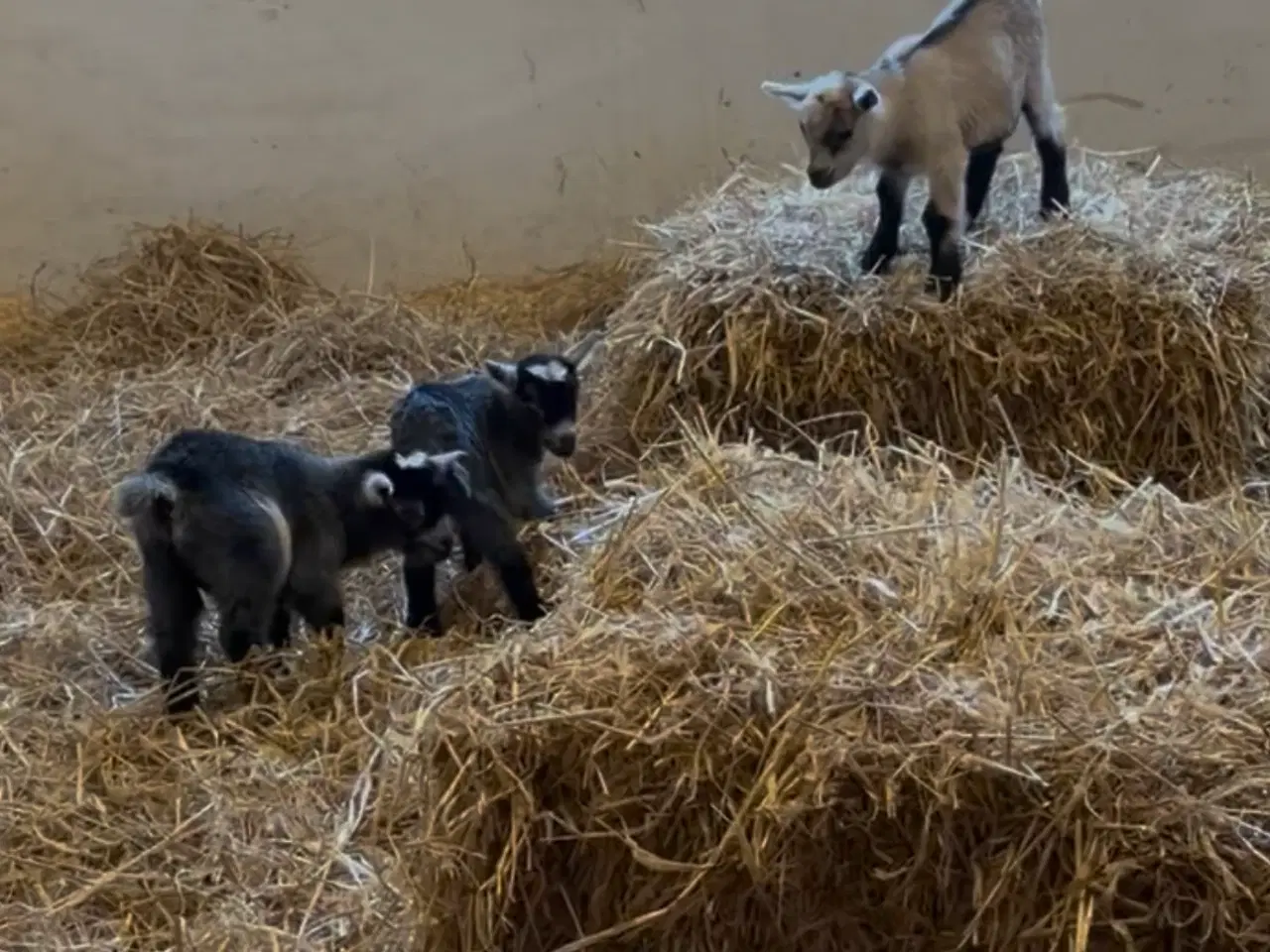 Billede 3 - Lille sød HORNLØS dværggedebuk sælges 