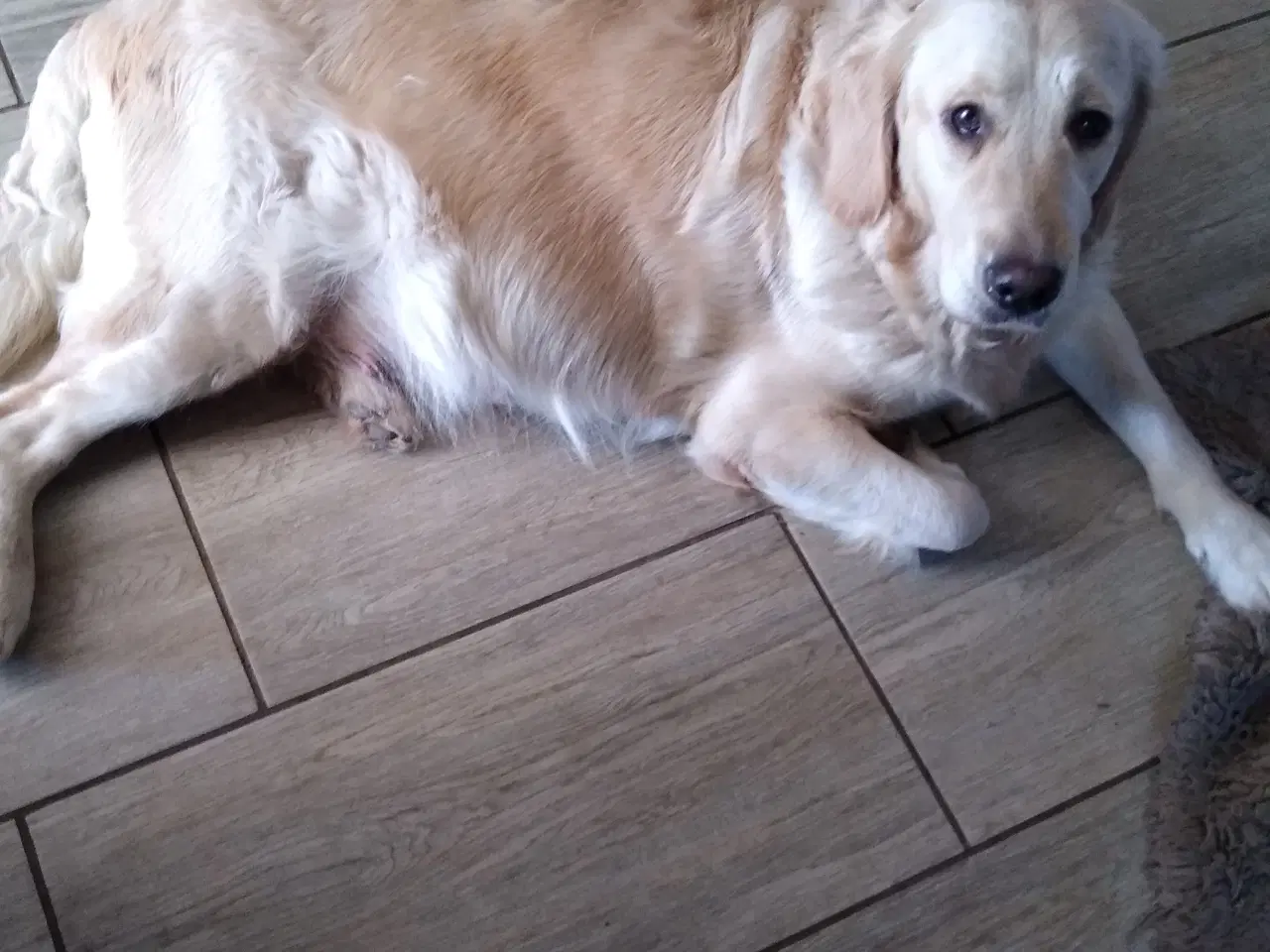 Billede 12 - Verdens smukkeste Golden Retriever hvalpe