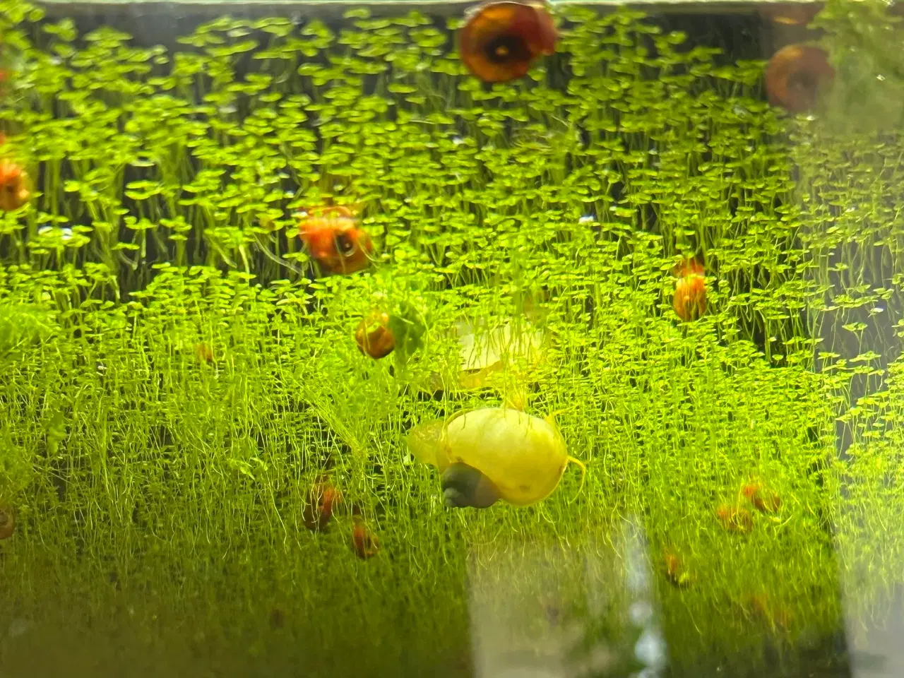 Billede 1 - 🐌 Orange Posthornsnegle – Unge voksne 