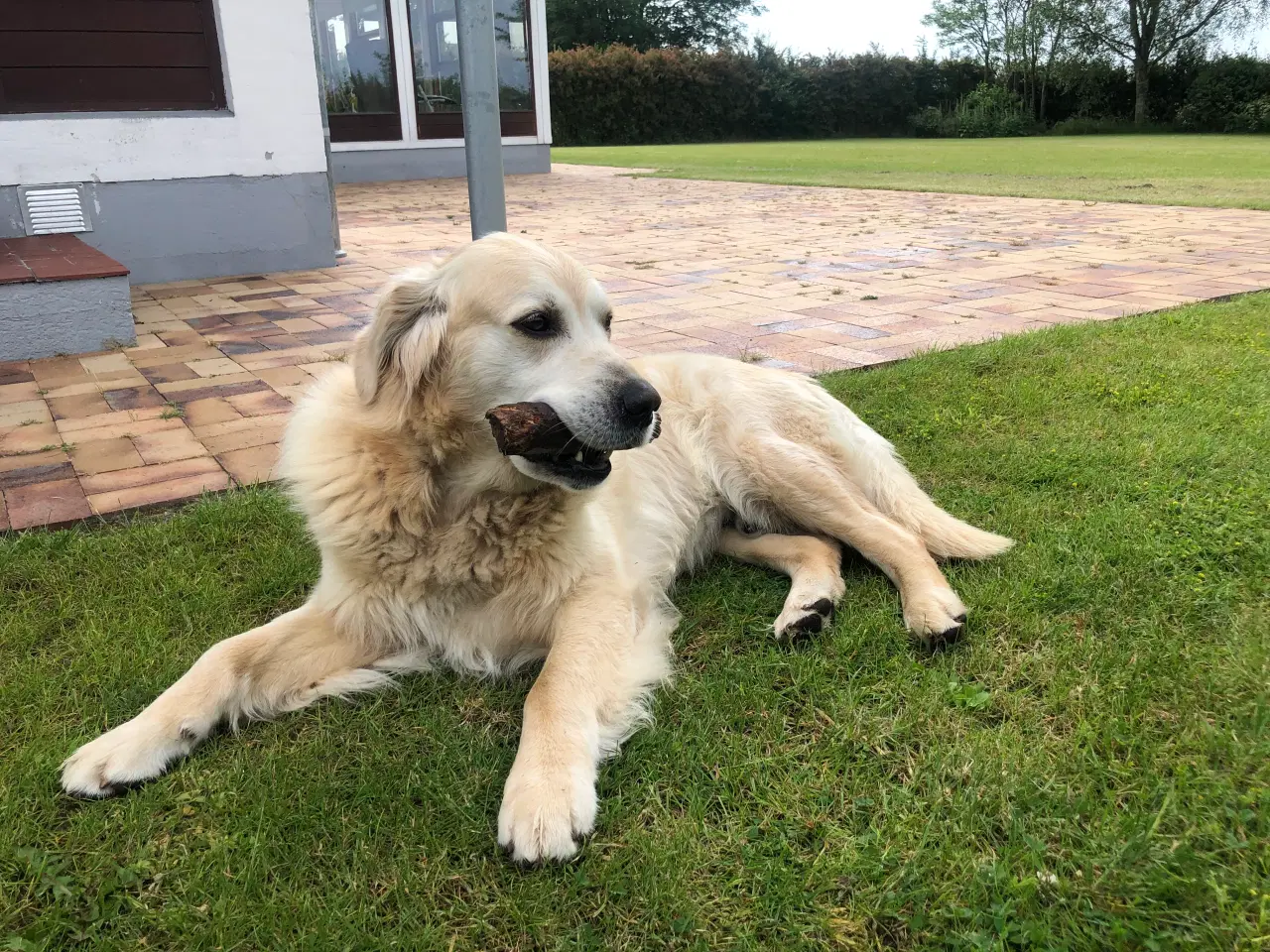Billede 1 - Golden retriever søger legekammerater/hundelufter