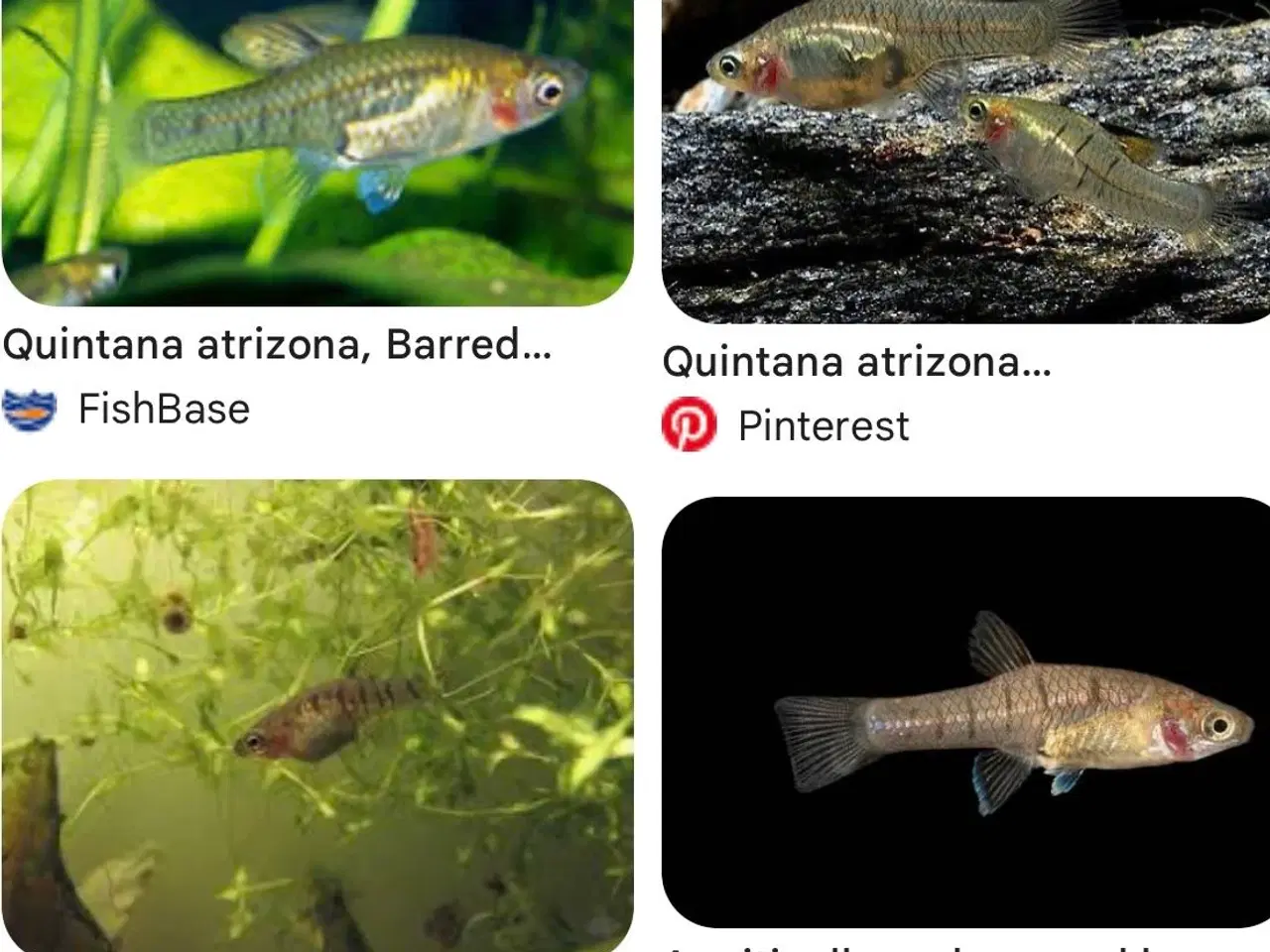 Billede 9 - Fire ens 45 liters akvarier på møbel hvis ønskes