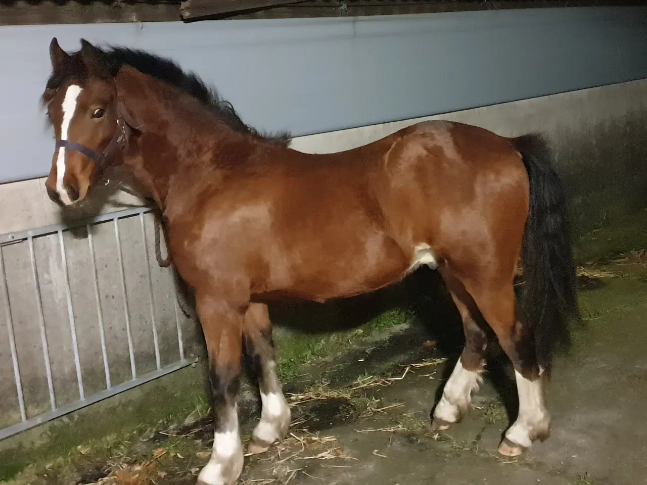 Billede 7 - welshpony hingst