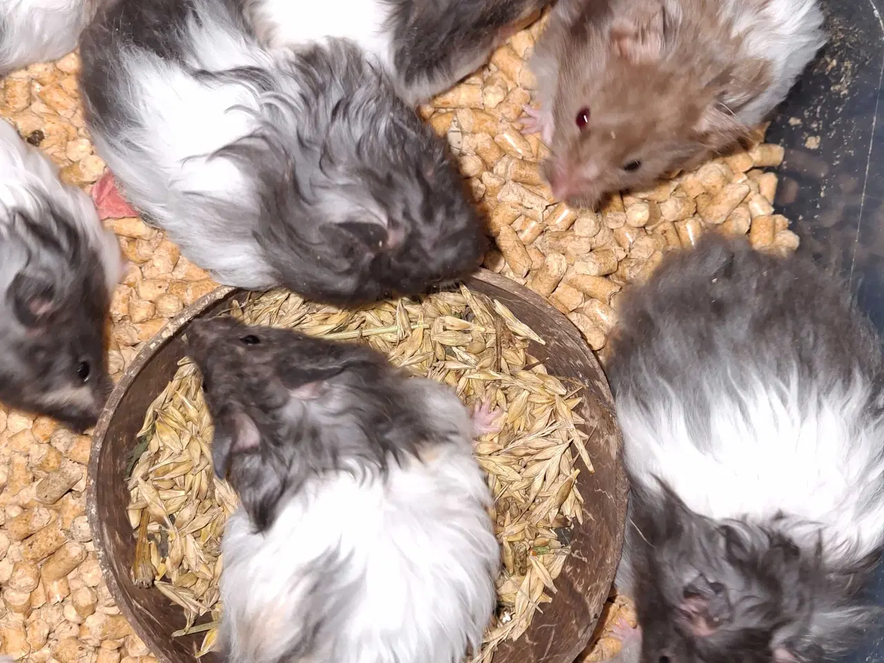 Billede 3 - Guldhamster langhåret 