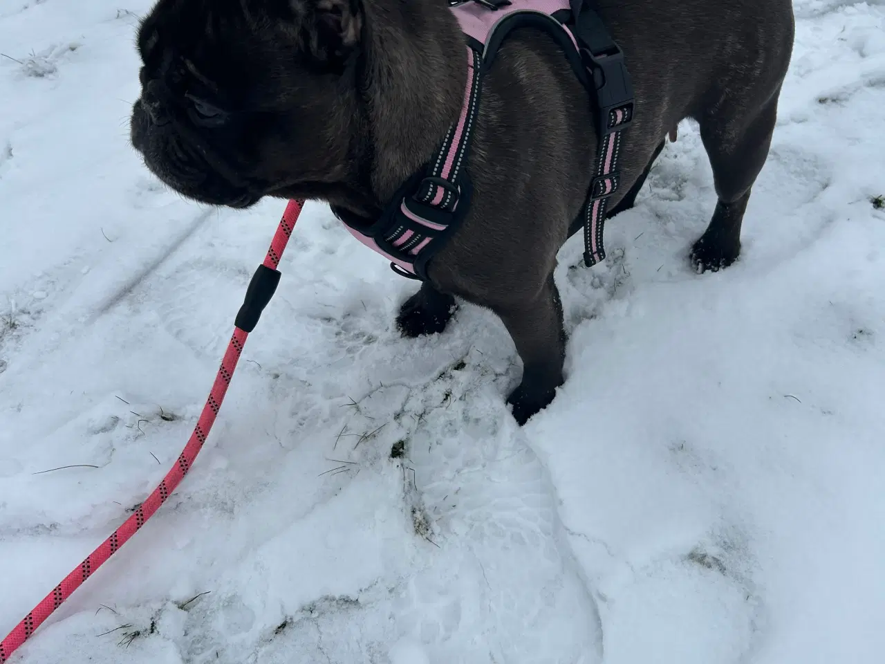 Billede 3 - Fransk bulldog 8 år ❤️