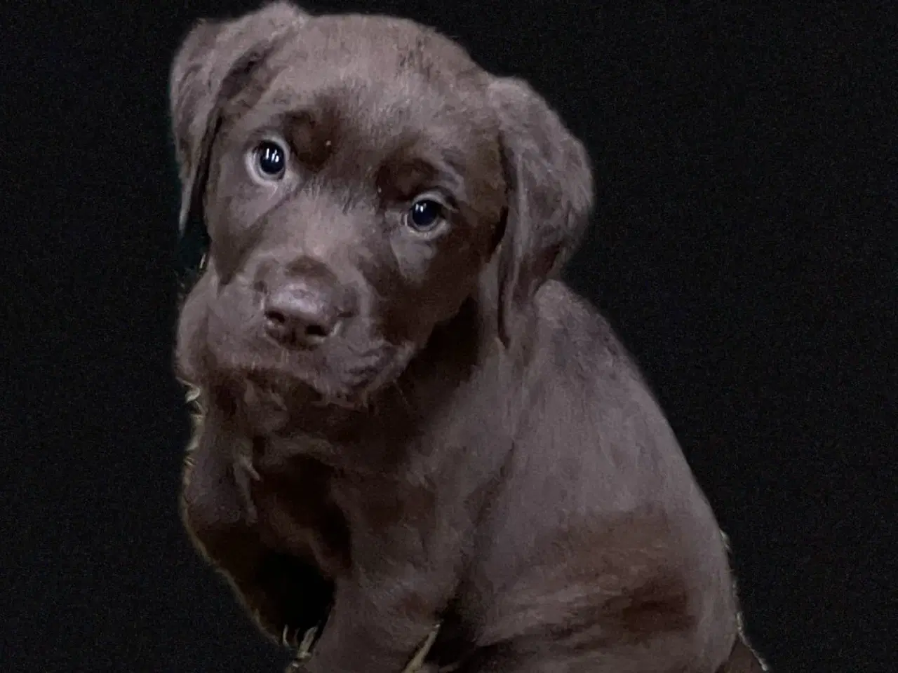 Billede 1 - Lækre hvalpe sælges