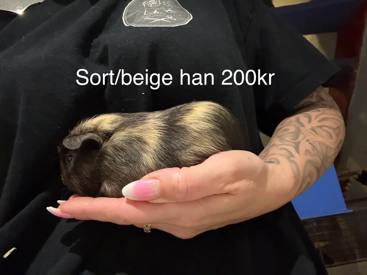 Billede 3 - Marsvin unger