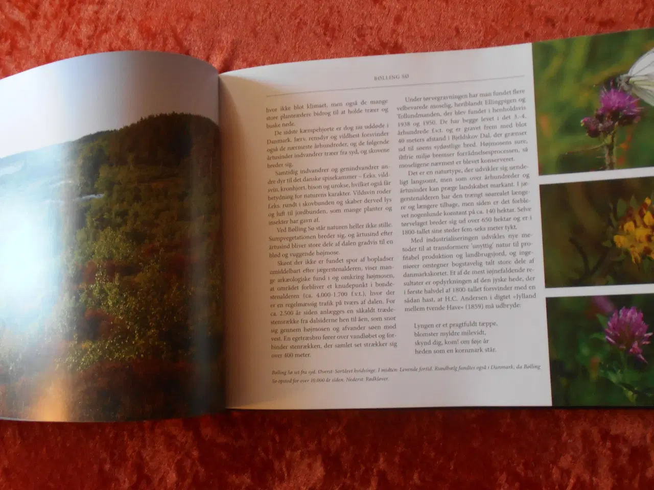 Billede 2 - Den danske naturs genkomst