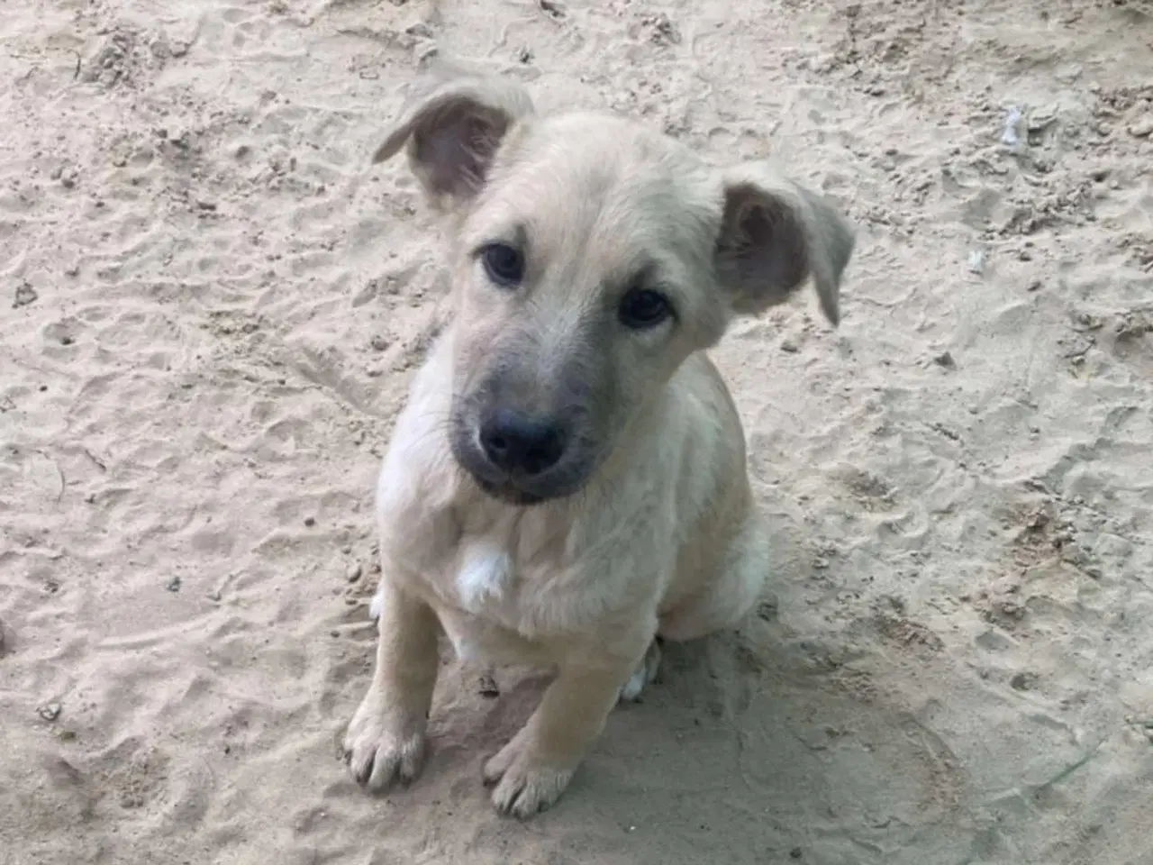 Billede 3 - Missy (blandingshund / gadehund)