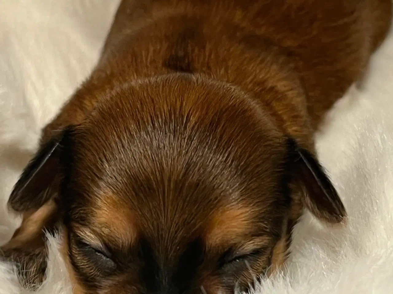 Billede 12 - ❣️Sødeste Bichon Havanais ❣️