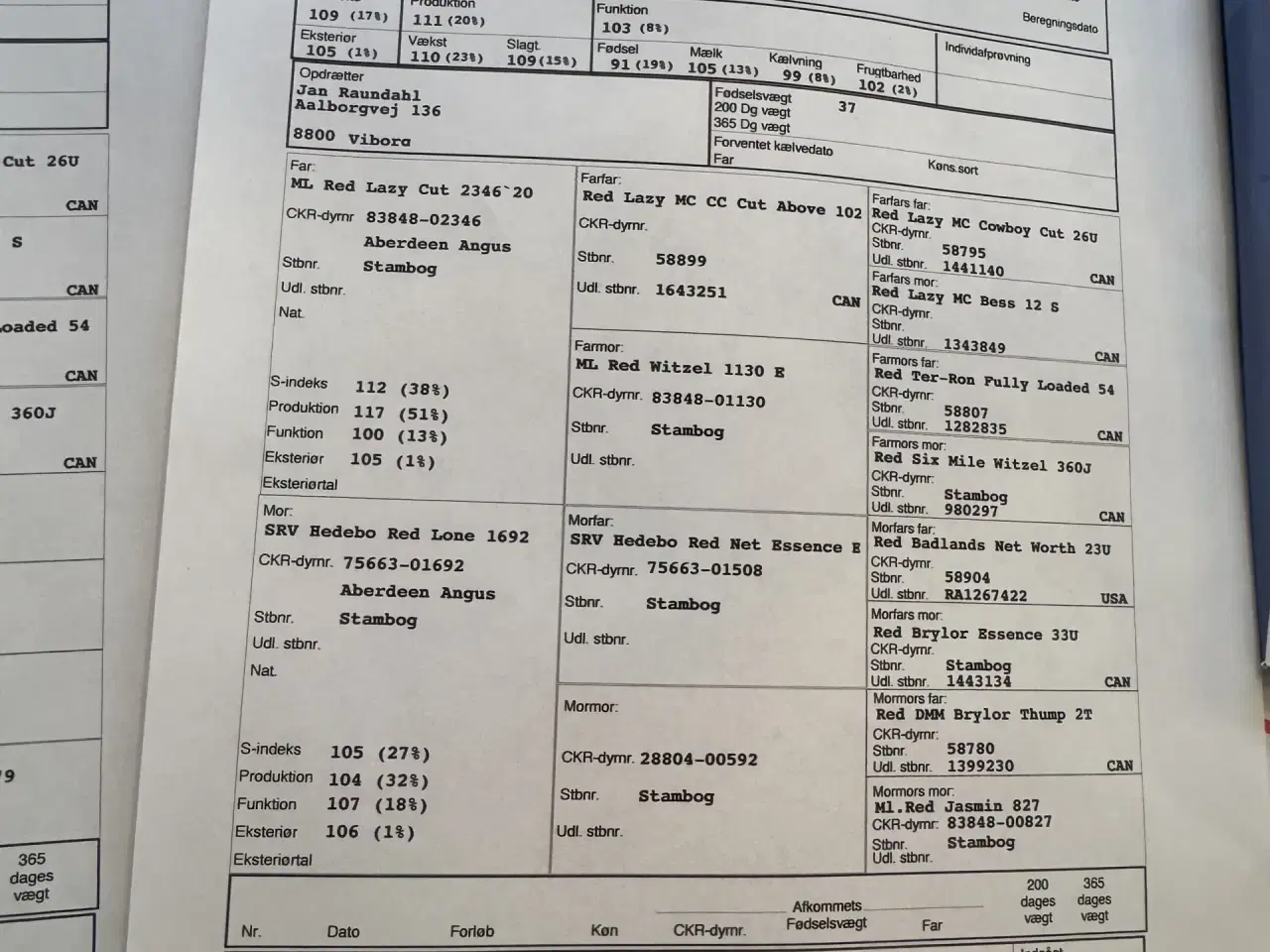 Billede 4 - Rød Angus kvier