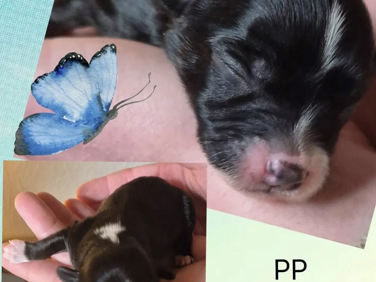 Billede 2 -   Chinese Crested Powder Puff hvalpe – klar til re