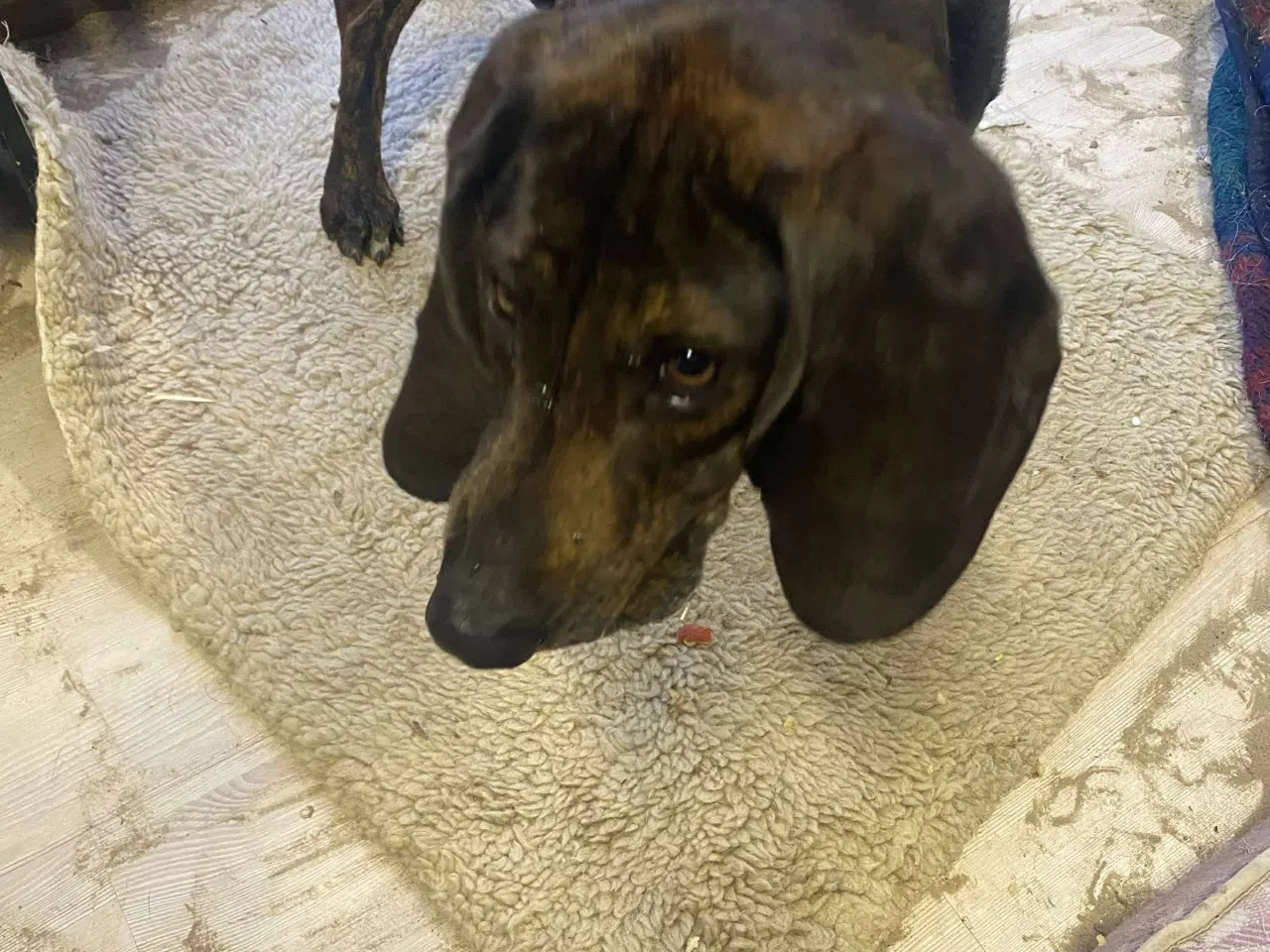 Billede 5 - Dejlige og sjove Rollo søger sin 4-ever familie🏡