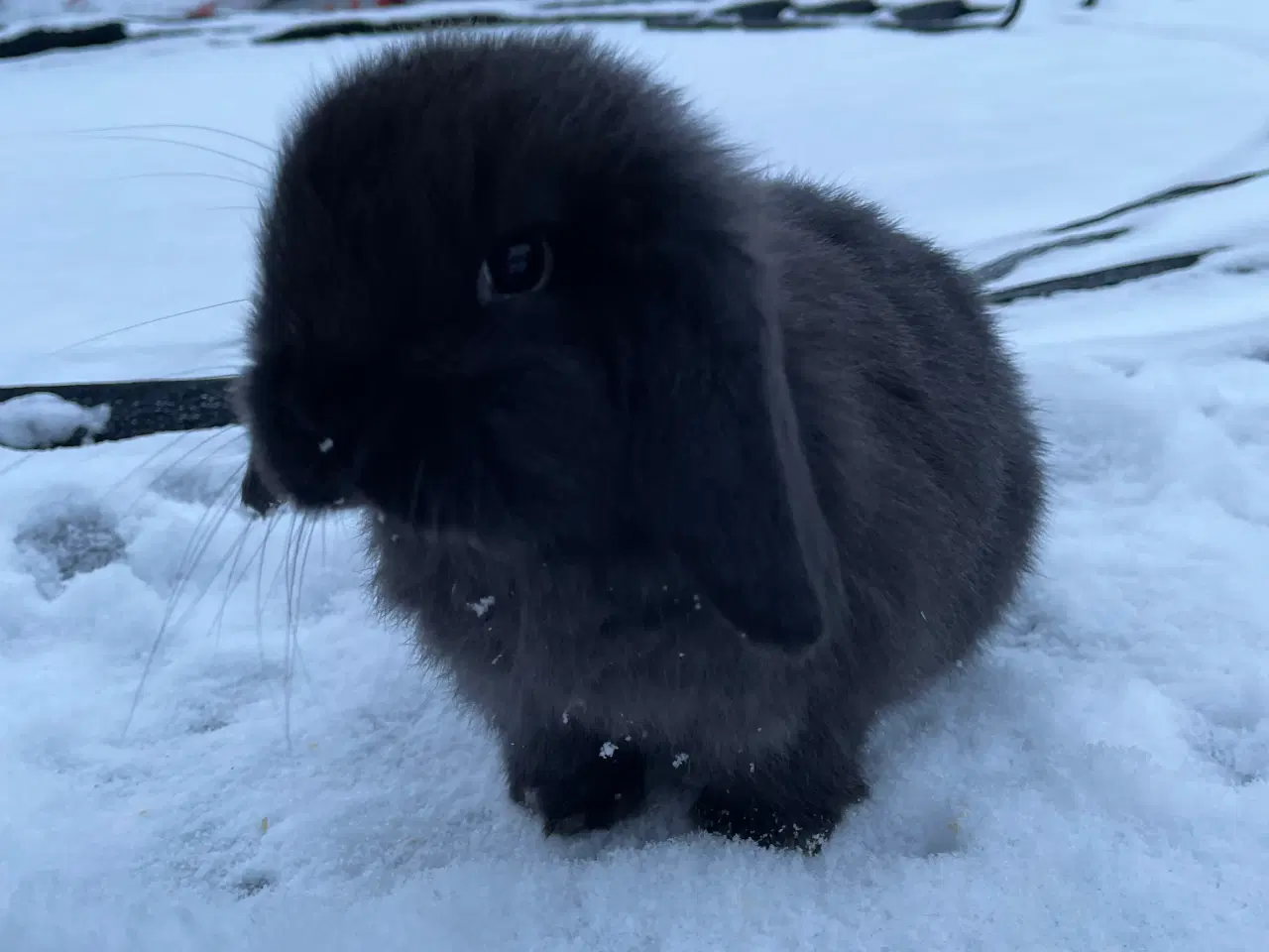 Billede 3 - Mini Lop - Kaniner 