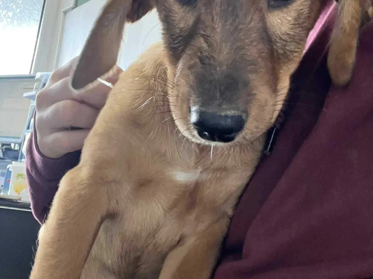 Billede 8 - Sødeste Charlie søger 4ever familie 💙