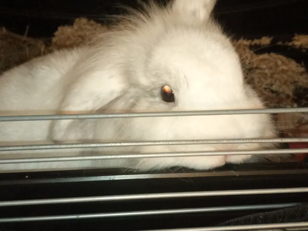 Billede 1 - Skøn og kælen han kanin, blanding mellem løvehoved