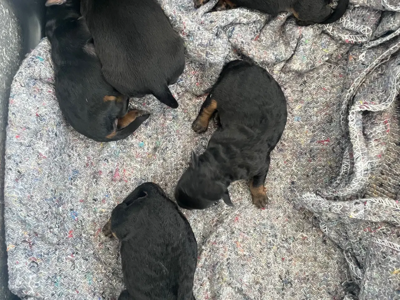Billede 7 - Tysk jagtterrier hvalpe