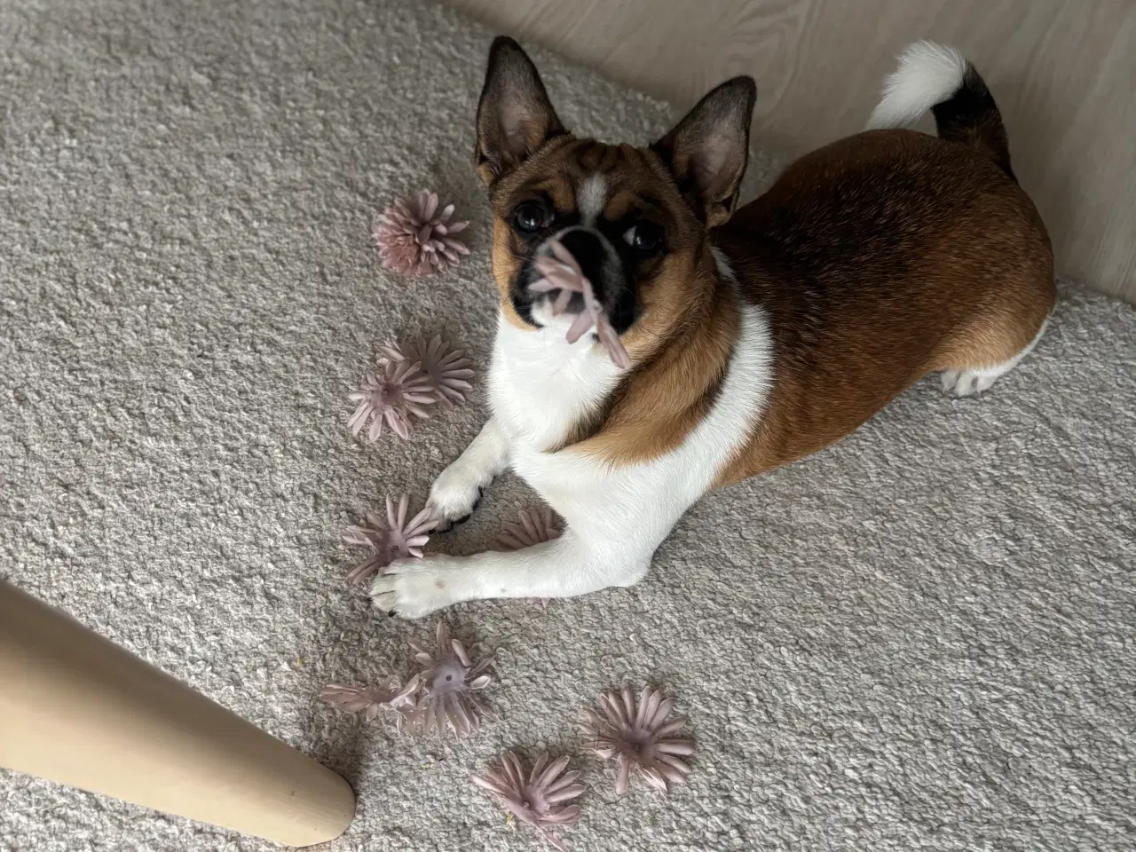 Billede 7 - Dejlig hanhund tilbydes til avl. 