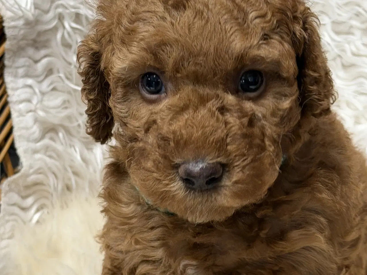 Billede 10 - Skønne Doodldoodle hvalpe 