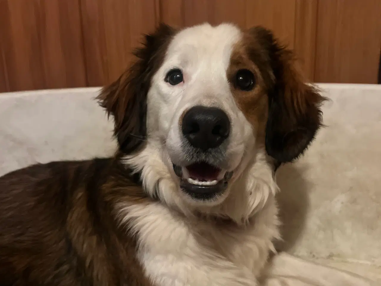 Billede 13 - 🐶 Smukke Mini Berner Sennen hvalpe 🐶 