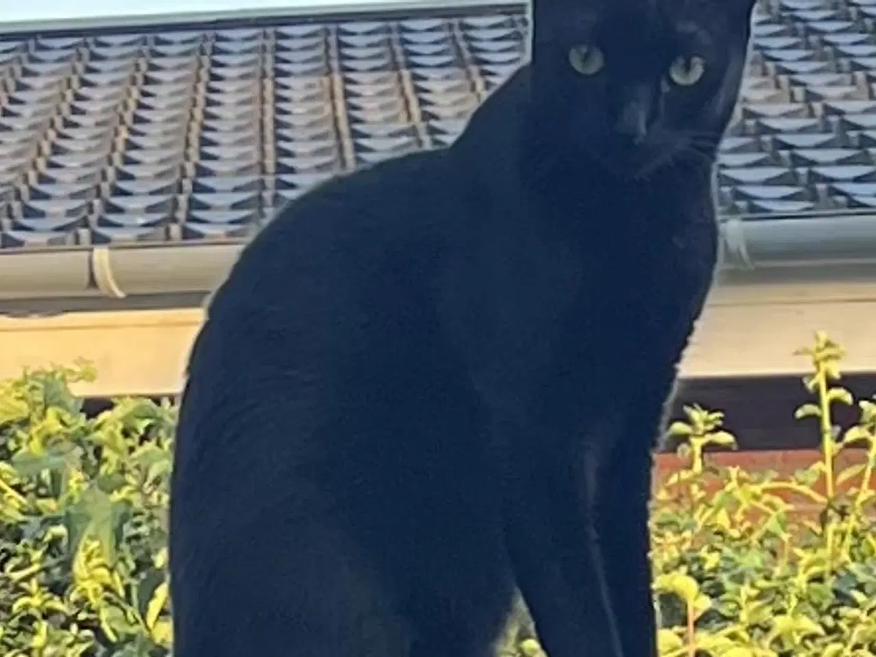 Billede 6 - En ung og søg kat