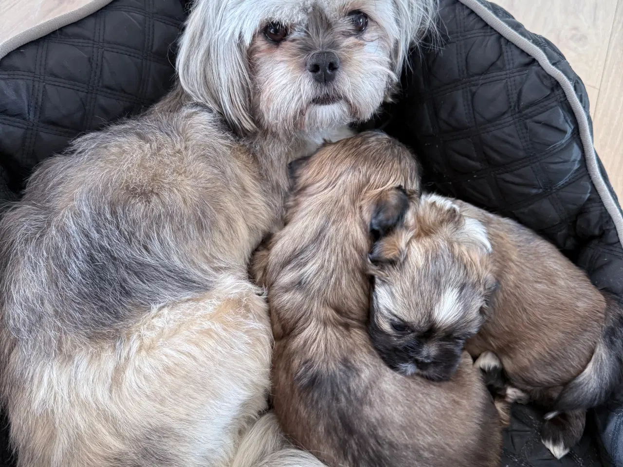 Billede 10 - Allergi venlige bomulds blandinger