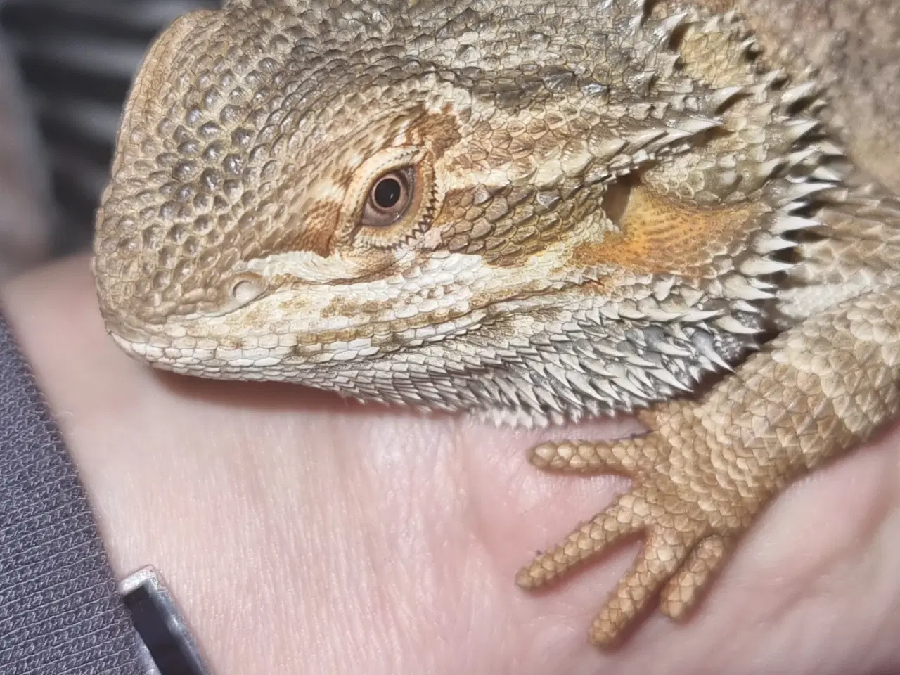 Billede 4 - Skægagamer (alm str)