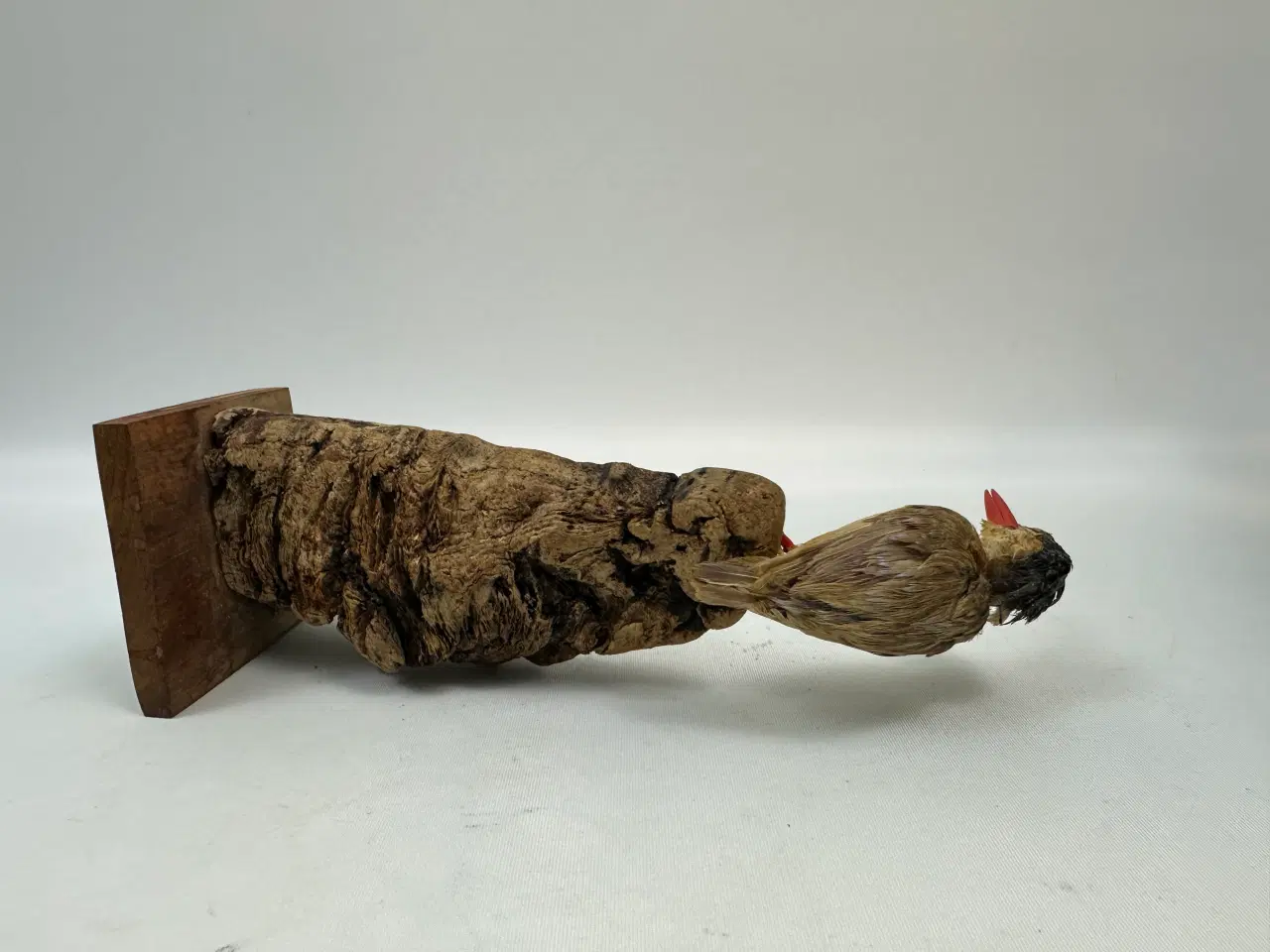 Billede 8 - Udstoppet Malakit / isfugl