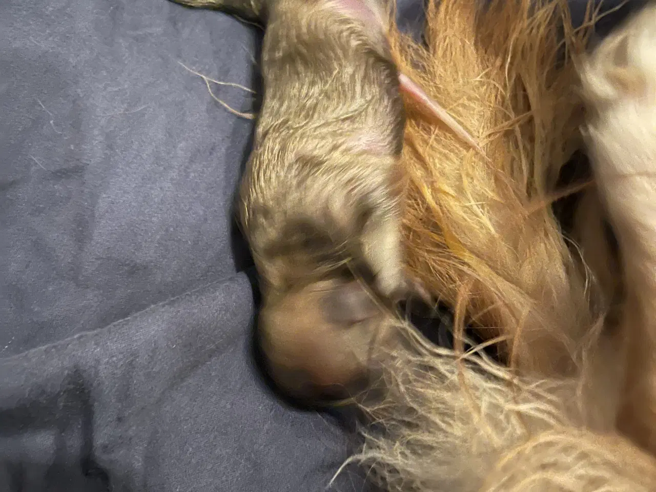 Billede 9 - Kærlighed og Charme: Skønne Pomchi-Hvalpe