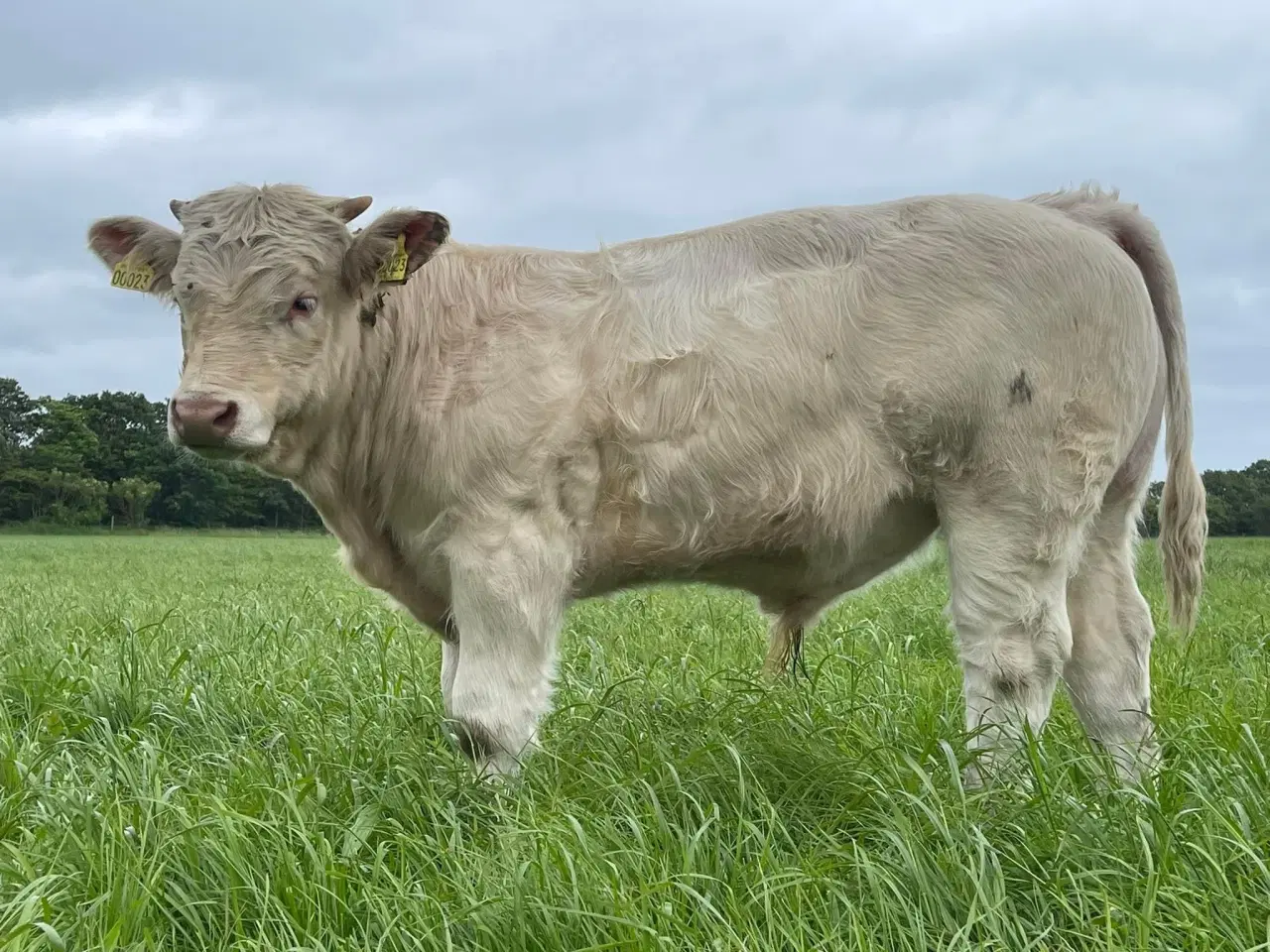 Billede 2 - Charolais tyr sælges