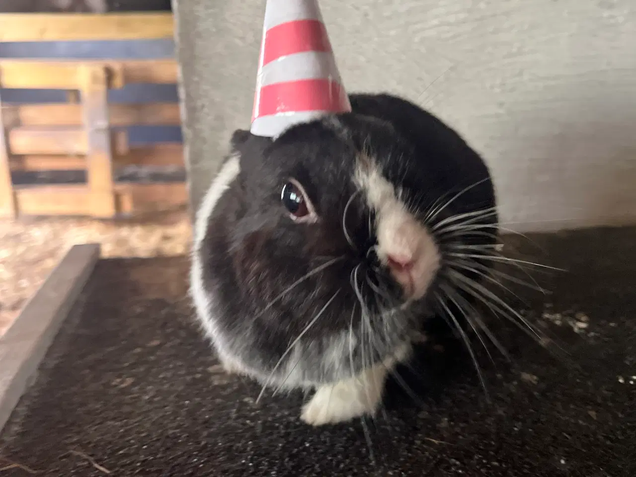 Billede 7 - Hermelin Han