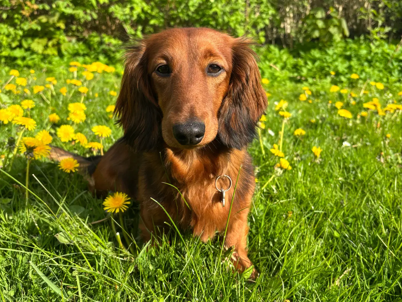 Billede 1 - AVL - langhåret dværggravhund 