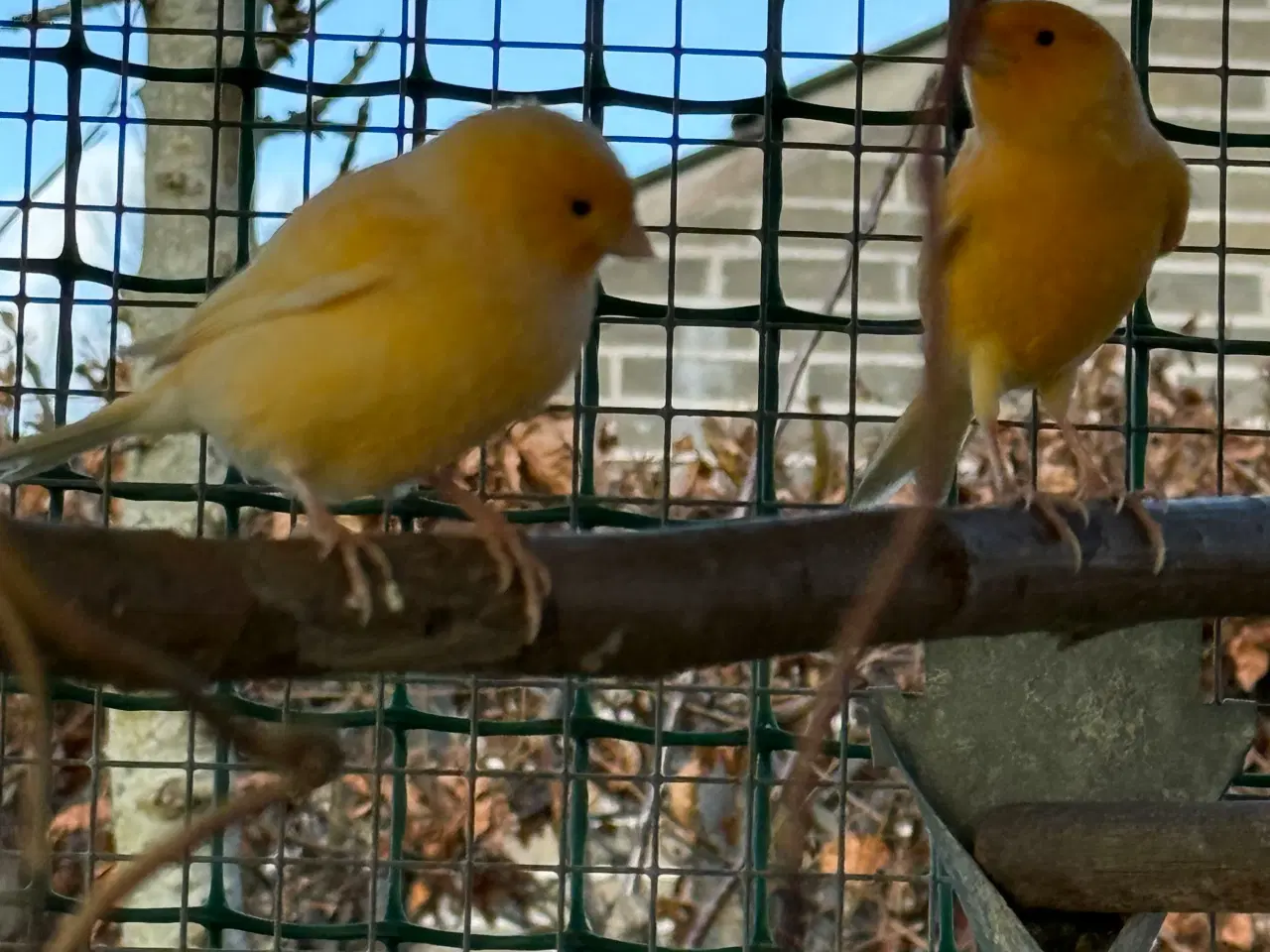 Billede 3 - Kanariefugle