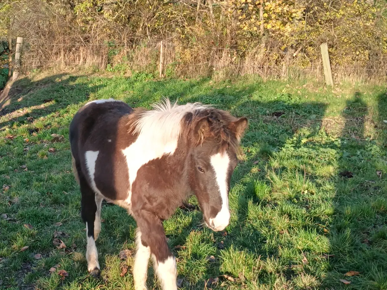Billede 3 - Hoppeføl sælges