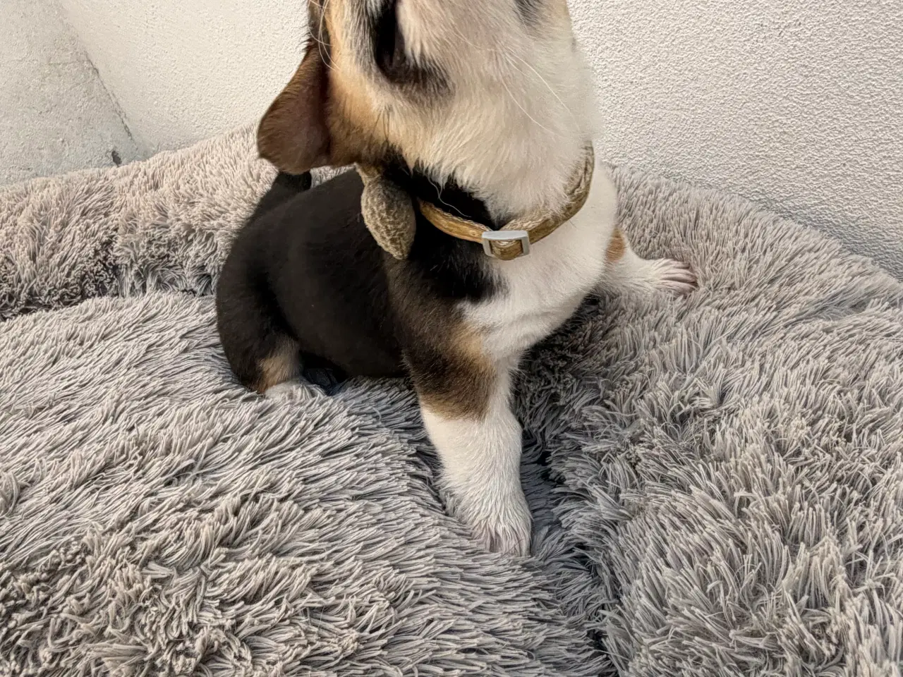 Billede 3 - Corgi Pembroke hundehvalpe