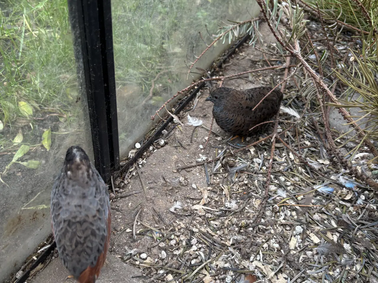 Billede 4 - Kinesiske dværg vagtler sælges.  (Esbjerg)