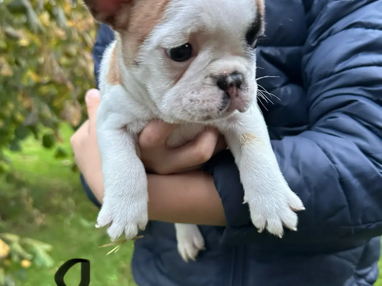 Billede 2 - Fransk Bulldog hundehvalpe