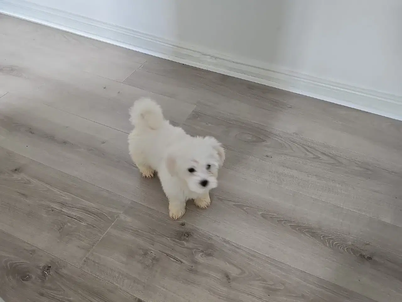 Billede 3 - Bichon hvalpe 