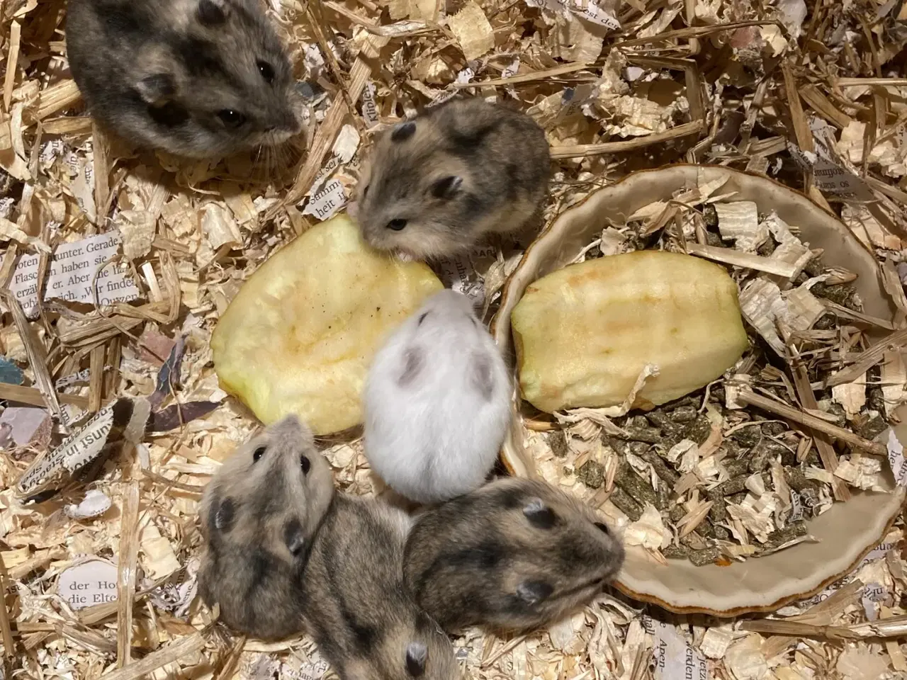 Billede 2 - Dværghamster