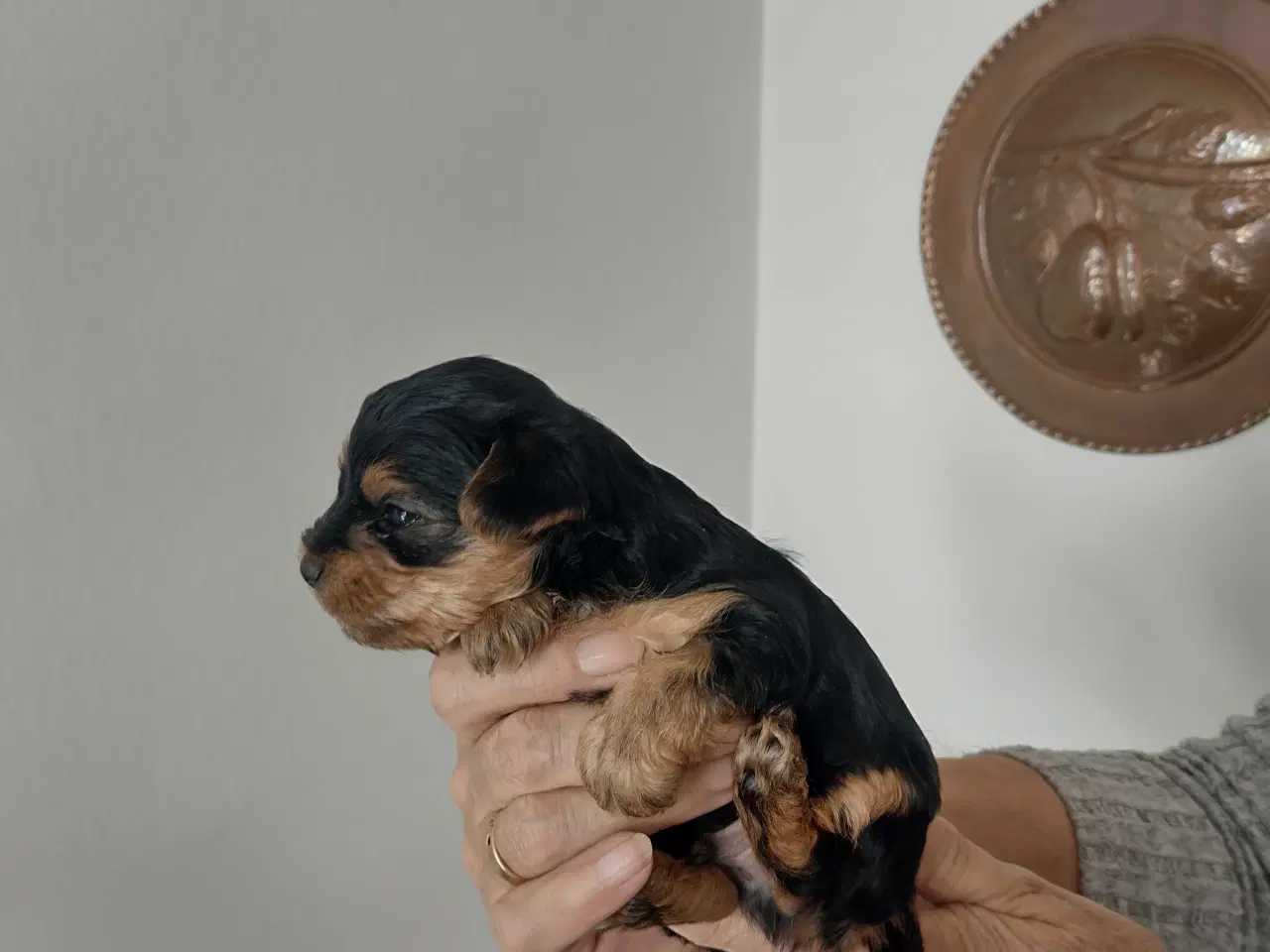 Billede 3 - Yorkshire Terrier hvalpe