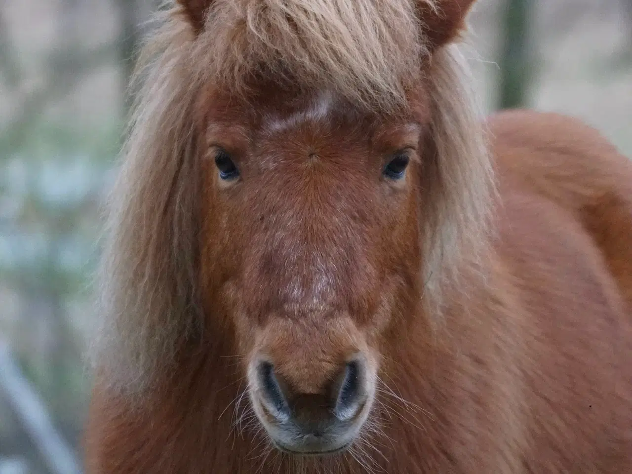 Billede 14 - Shetlænderen Betterøv